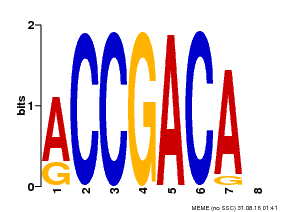 Motif logo