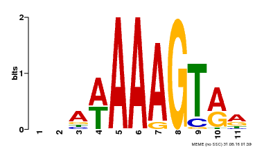 Motif logo