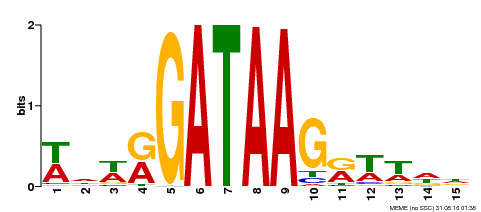 Motif logo