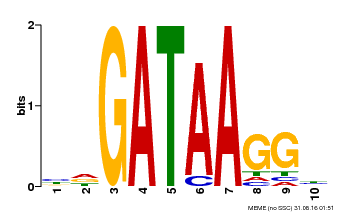 Motif logo