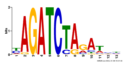 Motif logo