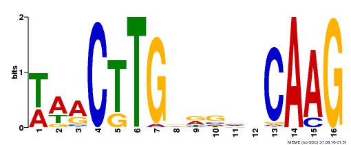 Motif logo