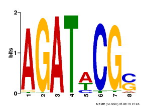 Motif logo