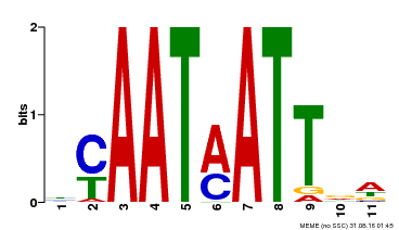 Motif logo