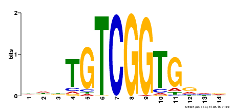 Motif logo