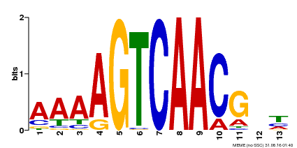 Motif logo