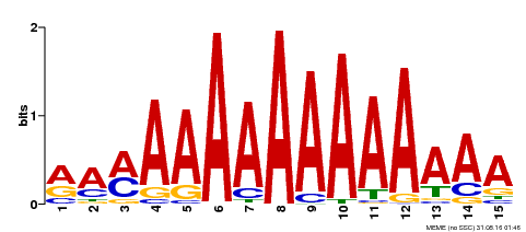 Motif logo