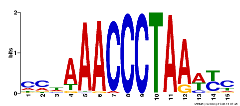 Motif logo
