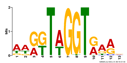 Motif logo