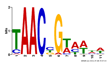 Motif logo