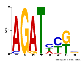 Motif logo