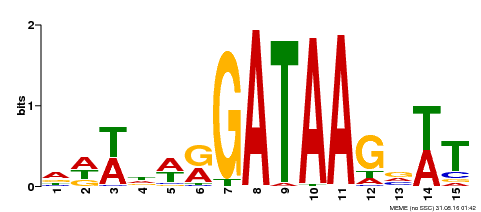Motif logo