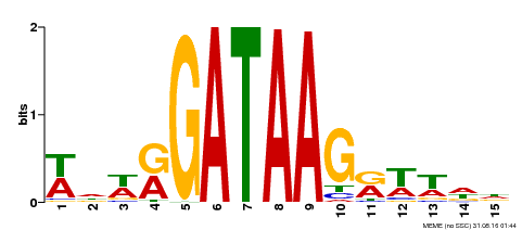 Motif logo