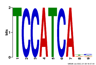 Motif logo