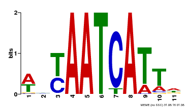Motif logo