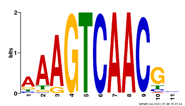 Motif logo