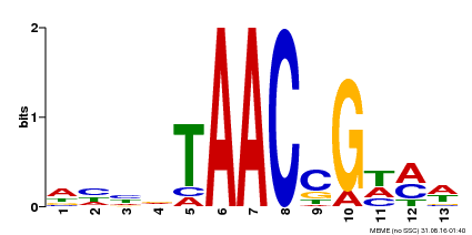 Motif logo