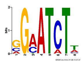 Motif logo