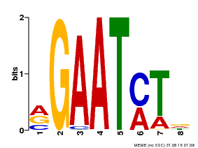 Motif logo