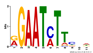 Motif logo