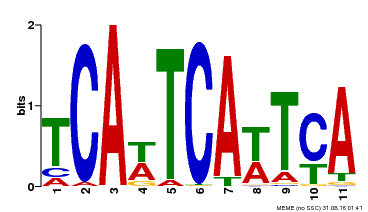 Motif logo