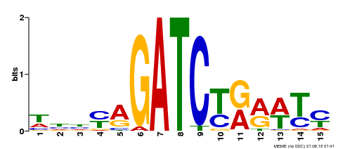 Motif logo
