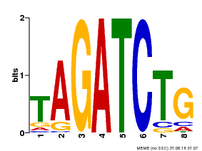 Motif logo