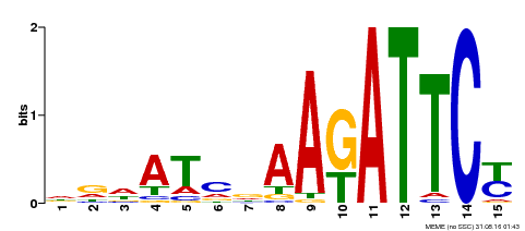 Motif logo