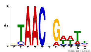Motif logo
