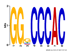 Motif logo