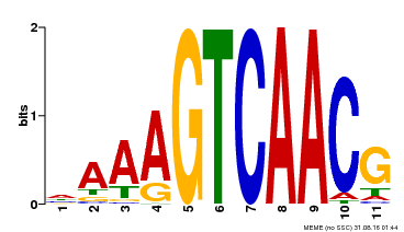 Motif logo