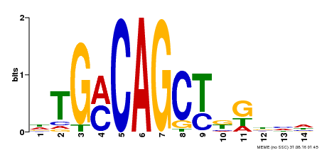 Motif logo