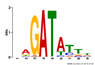 Motif logo