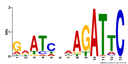 Motif logo