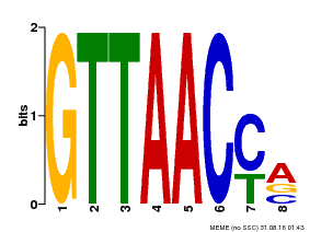 Motif logo