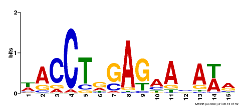 Motif logo