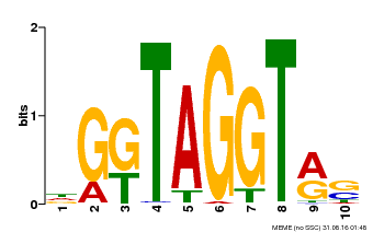 Motif logo